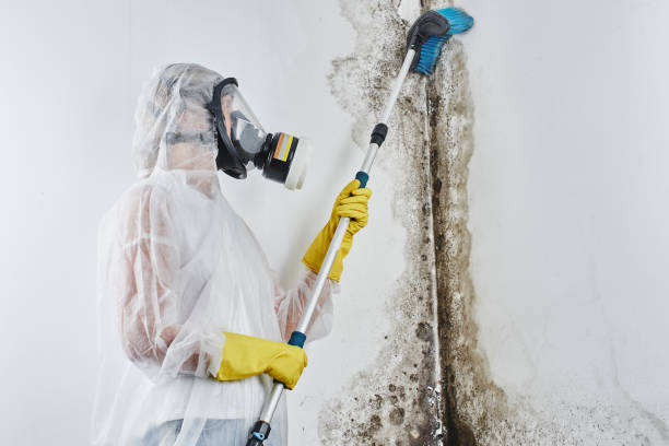 Attic Mold Removal in Tichigan, WI