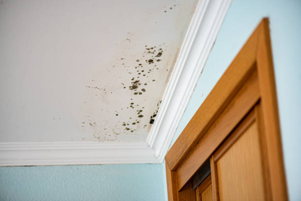 Best Affordable Mold Removal  in Tichigan, WI
