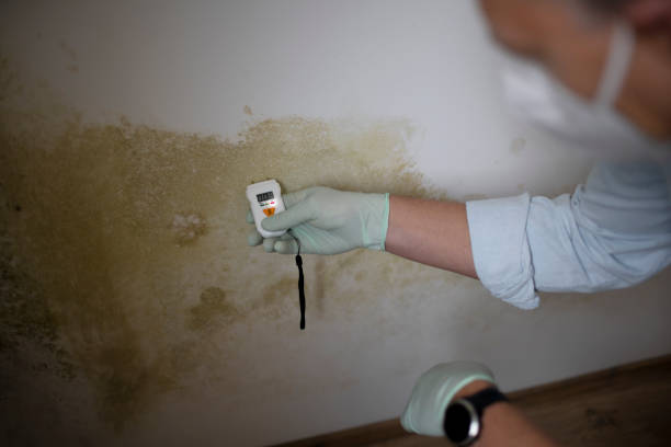 Best Certified Mold Removal  in Tichigan, WI