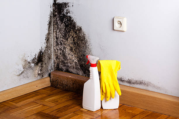 Best Home Mold Removal  in Tichigan, WI