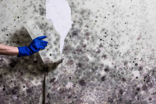 Best Mold Remediation  in Tichigan, WI