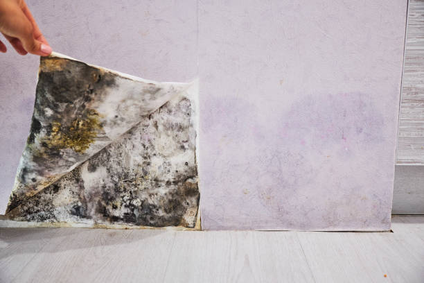Best Mold Removal Near Me  in Tichigan, WI